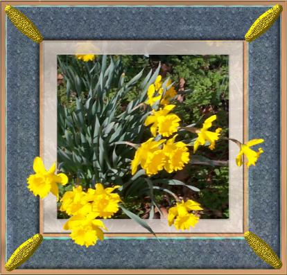 daffodils.jpg (40462 bytes)